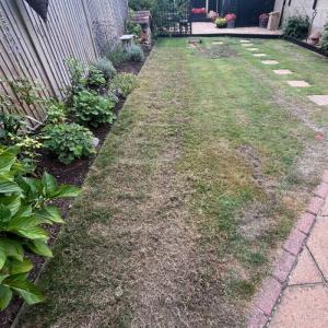 unscarified Lawn